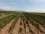 viñedos chihuahua